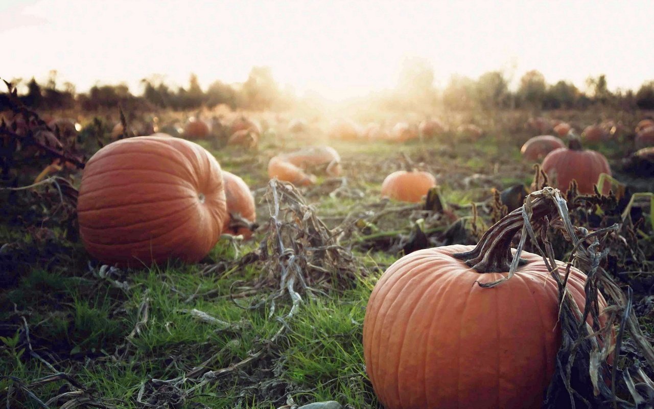 Обои закат, осень, урожай, овощи, тыква, осен, pumpkins, sunset, autumn, harvest, vegetables, pumpkin разрешение 1920x1200 Загрузить