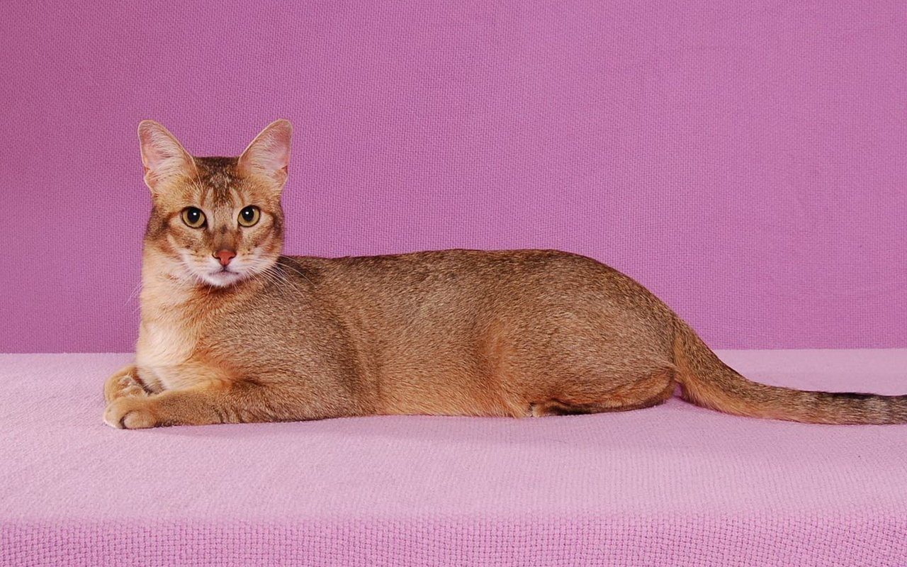 Обои фон, поза, кот, кошка, взгляд, абиссинская, background, pose, cat, look, abyssinian разрешение 1920x1440 Загрузить