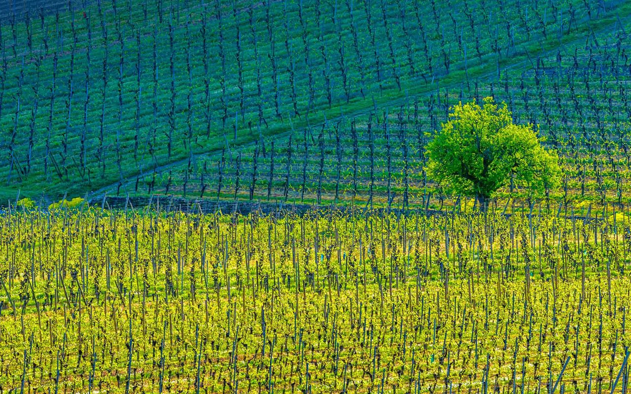 Обои дерево, краски, франция, виноградники, кьенцхайм, tree, paint, france, the vineyards, kientzheim разрешение 1920x1080 Загрузить