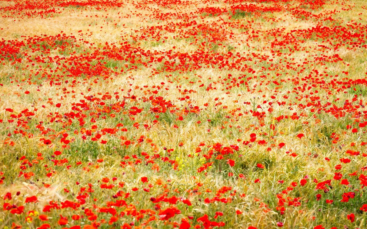 Обои трава, поле, красные, маки, grass, field, red, maki разрешение 2400x1600 Загрузить