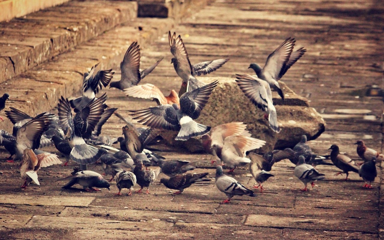 Обои город, крылья, птицы, клюв, перья, голубь, голуби, the city, wings, birds, beak, feathers, dove, pigeons разрешение 1920x1080 Загрузить