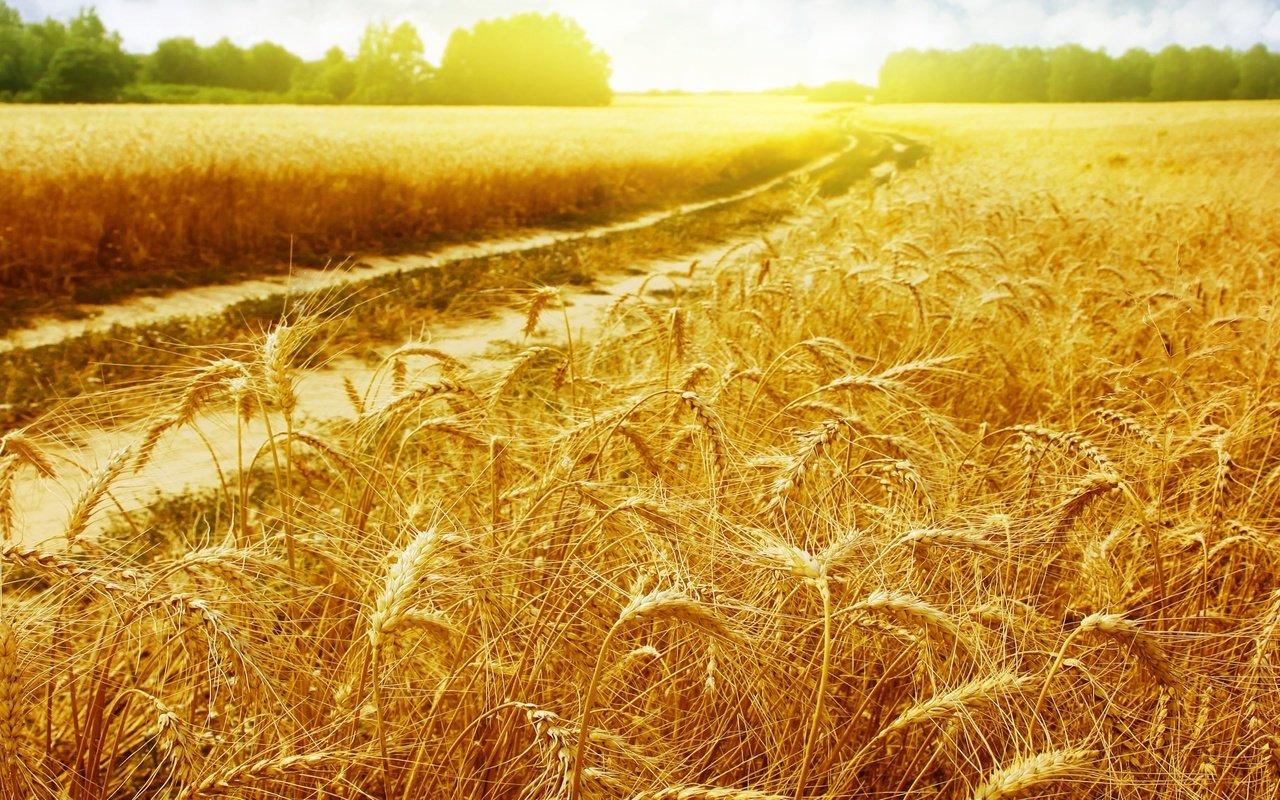 Обои природа, поле, лето, колосья, солнечный свет, nature, field, summer, ears, sunlight разрешение 3665x2194 Загрузить