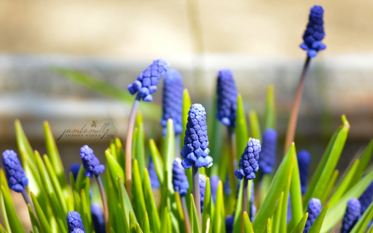 Обои цветы, макро, весна, синие, май, мускари, мышиный гиацинт, flowers, macro, spring, blue, may, muscari, hyacinth mouse разрешение 2992x2000 Загрузить