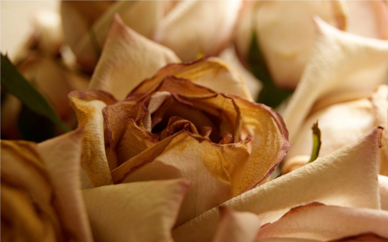 Обои роза, увядающая роза, rose, fading rose разрешение 1920x1200 Загрузить