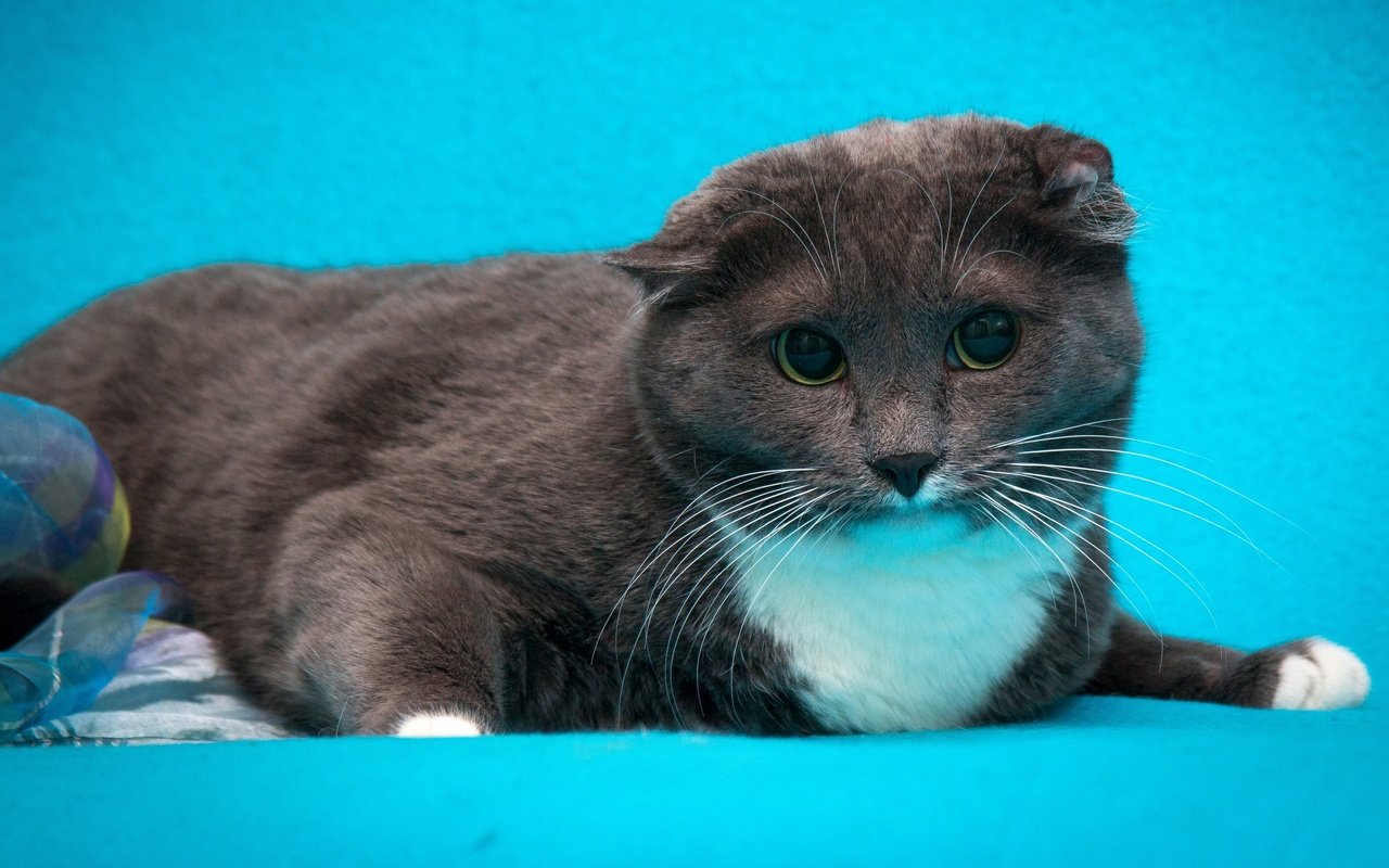 Обои кот, кошка, серый, голубой фон, шотландский вислоухий, cat, grey, blue background, scottish fold разрешение 2880x1620 Загрузить