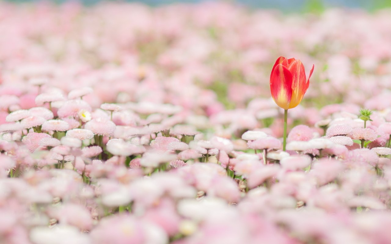 Обои цветы, природа, весна, тюльпан, маргаритки, flowers, nature, spring, tulip, daisy разрешение 2048x1136 Загрузить