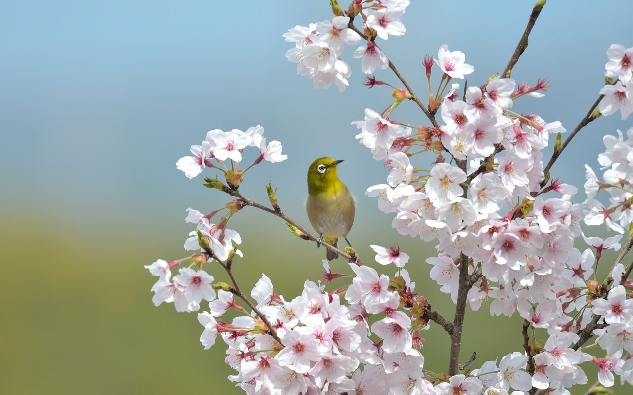 Обои ветки, птица, клюв, перья, сакура, японская, белоглазка, branches, bird, beak, feathers, sakura, japanese, white-eyed разрешение 2048x1365 Загрузить