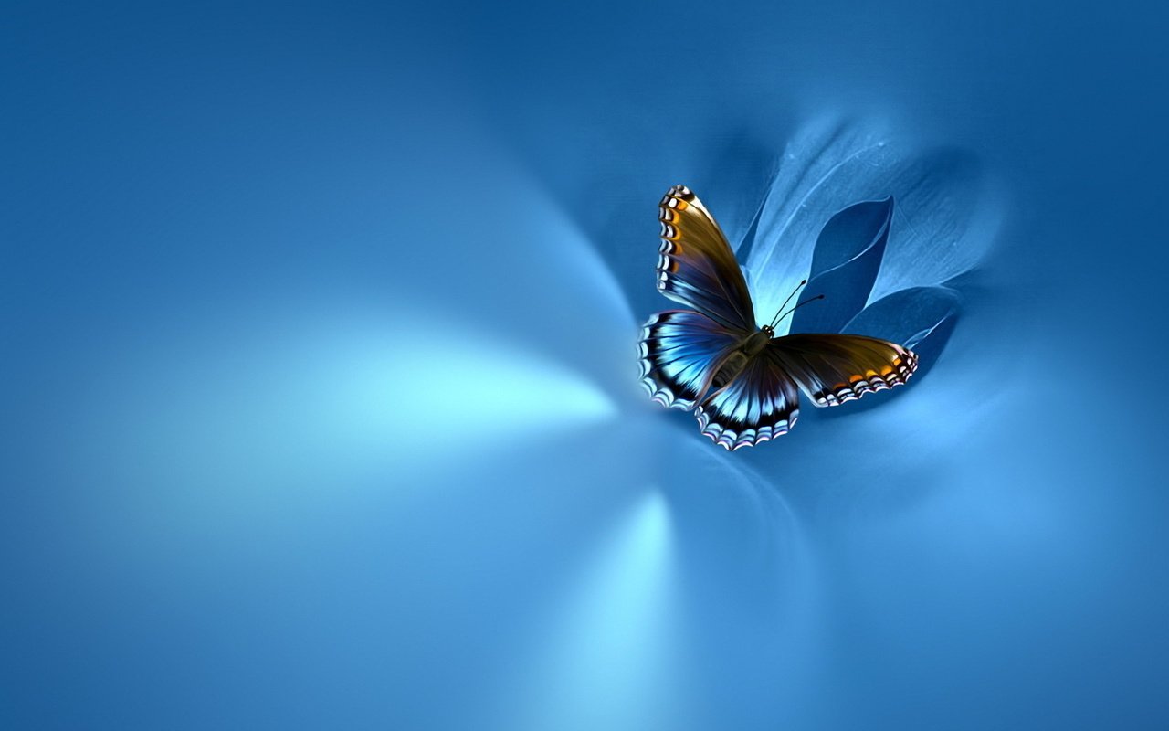 Обои фон, бабочка, на синем, background, butterfly, blue разрешение 1920x1080 Загрузить