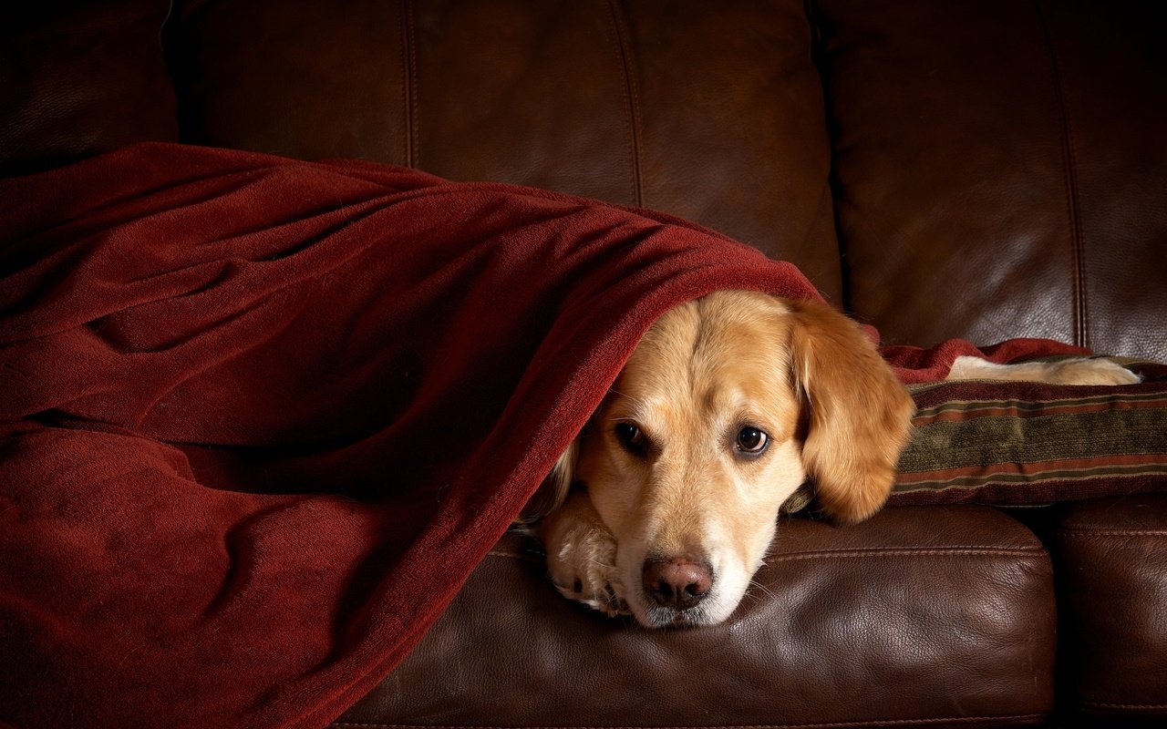 Обои плед, диван, ретривер, золотистый ретривер, plaid, sofa, retriever, golden retriever разрешение 1973x1301 Загрузить