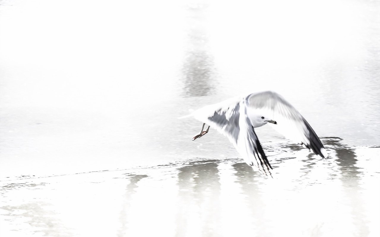 Обои природа, полет, чайка, птица, nature, flight, seagull, bird разрешение 2048x1305 Загрузить