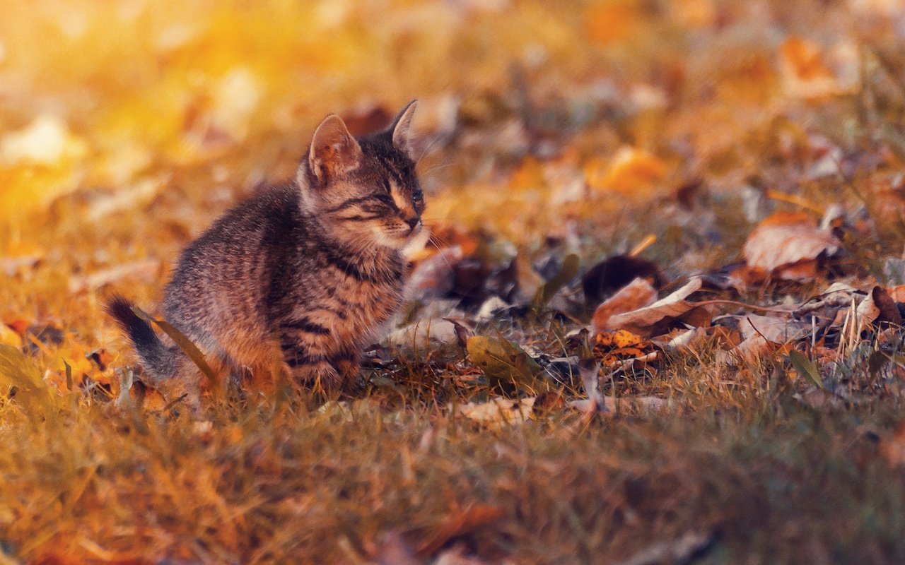 Обои листья, закат, кот, кошка, осень, котенок, осен, ленивый, leaves, sunset, cat, autumn, kitty, lazy разрешение 2048x1357 Загрузить