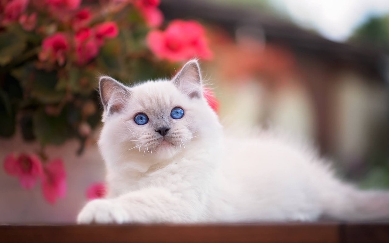 Обои взгляд, котенок, малыш, голубые глаза, боке, рэгдолл, look, kitty, baby, blue eyes, bokeh, ragdoll разрешение 1920x1279 Загрузить