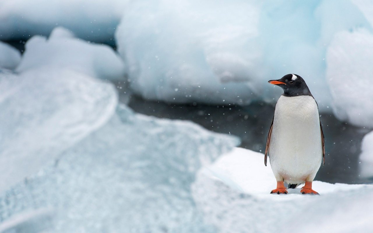 Обои снег, антарктида, природа, лёд, птицы, птица, клюв, остров, пингвин, snow, antarctica, nature, ice, birds, bird, beak, island, penguin разрешение 1920x1080 Загрузить