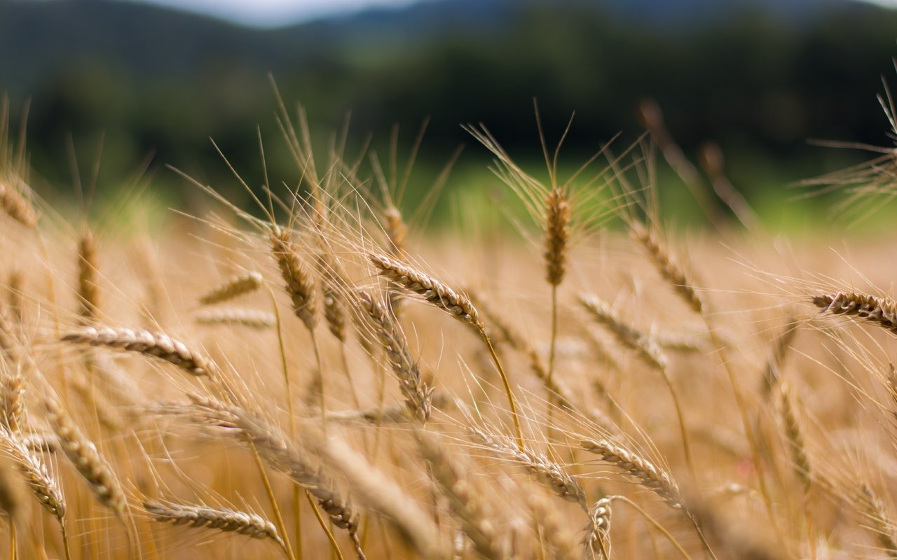 Обои природа, растения, макро, колосья, пшеница, nature, plants, macro, ears, wheat разрешение 6000x4000 Загрузить