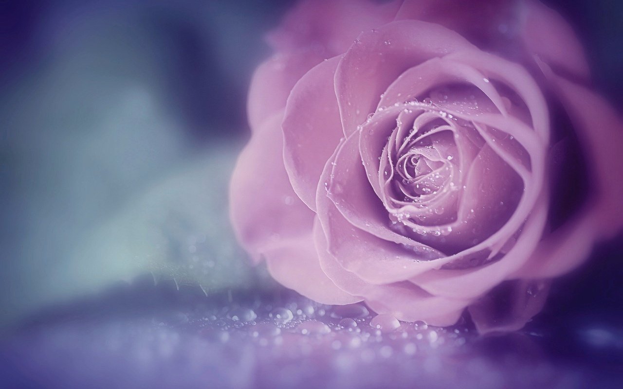 Обои цветок, роза, красивая, капли воды, flower, rose, beautiful, water drops разрешение 2048x1363 Загрузить