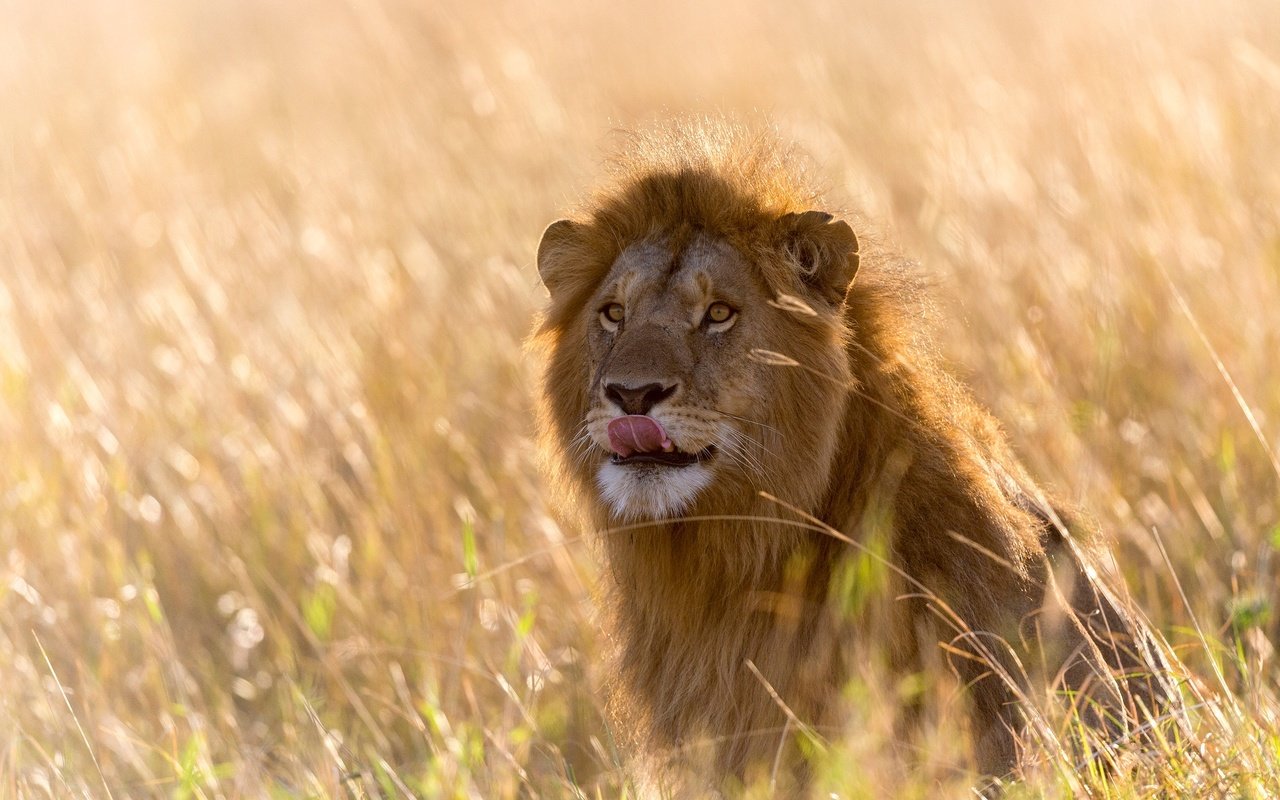 Обои свет, трава, африка, лев, язык, боке, light, grass, africa, leo, language, bokeh разрешение 2500x1667 Загрузить