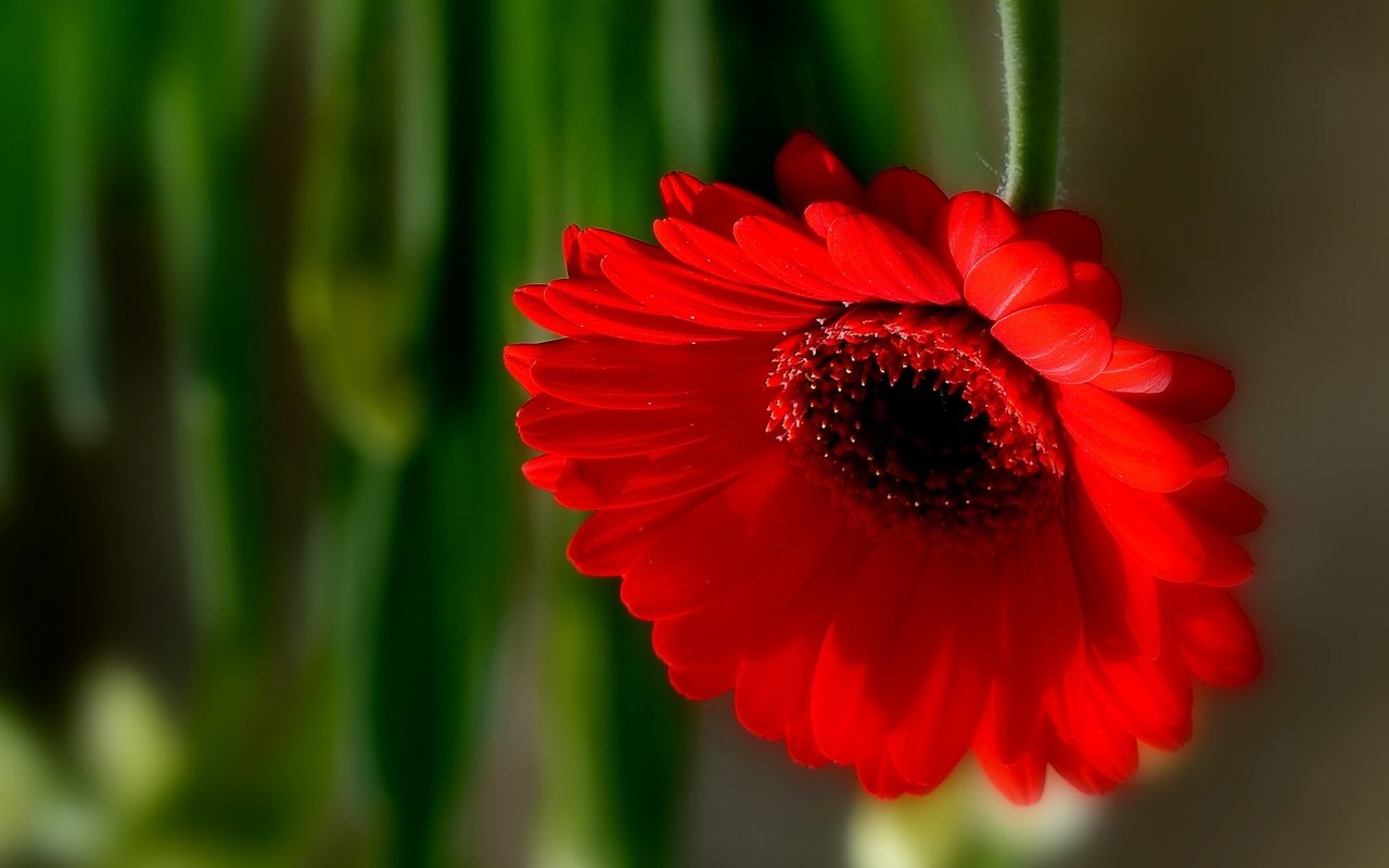 Обои макро, цветок, лепестки, боке, гербера, macro, flower, petals, bokeh, gerbera разрешение 2048x1602 Загрузить