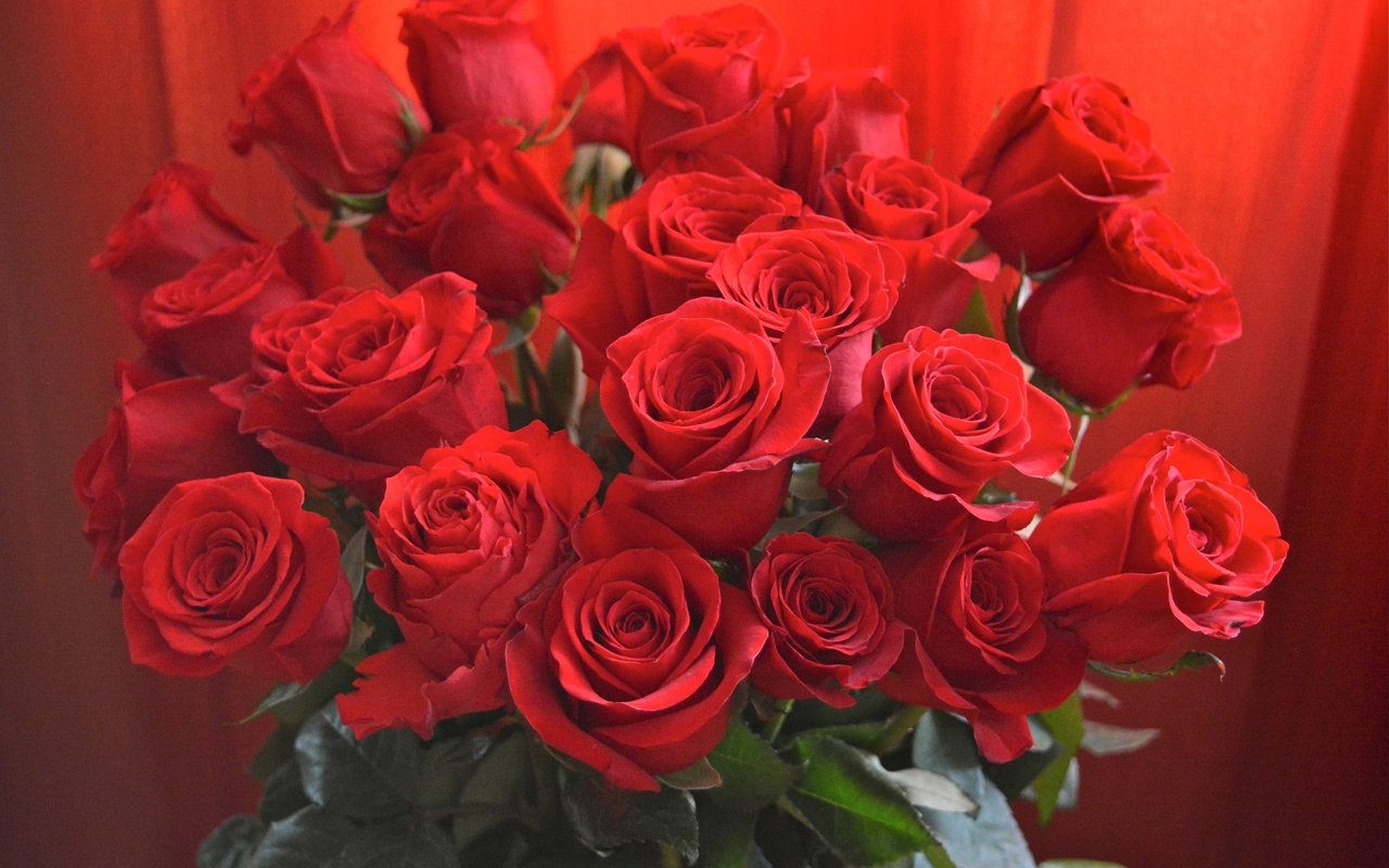 Обои цветы, бутоны, листья, розы, красные, букет, крупным планом, flowers, buds, leaves, roses, red, bouquet, closeup разрешение 2400x1601 Загрузить