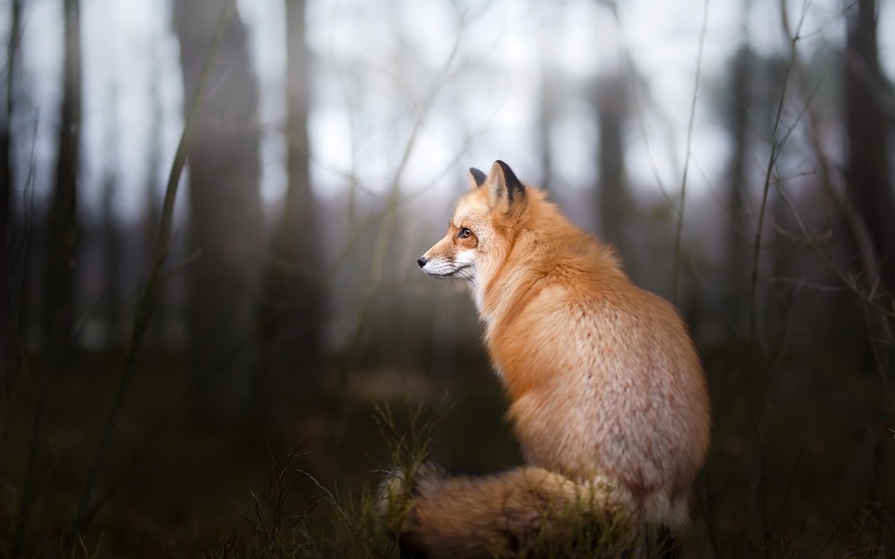 Обои природа, фон, лиса, лисица, nature, background, fox разрешение 2048x1365 Загрузить