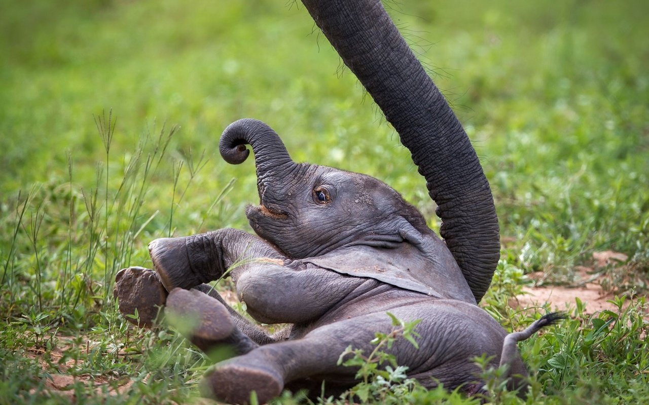 Обои слон, африка, хобот, слоненок, замбия, african wildlife, baby elephant, elephant, africa, trunk, zambia разрешение 1999x1346 Загрузить
