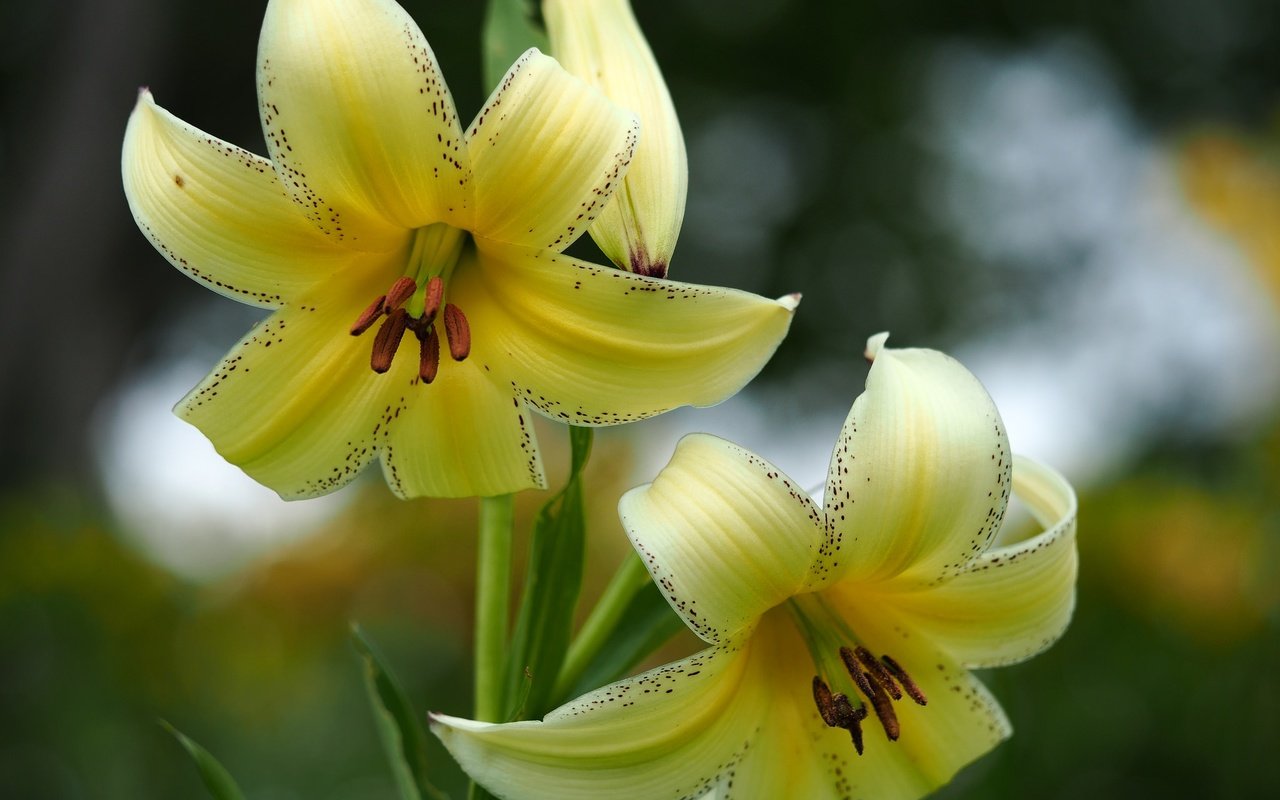 Обои цветы, макро, лепестки, лилия, flowers, macro, petals, lily разрешение 2048x1536 Загрузить