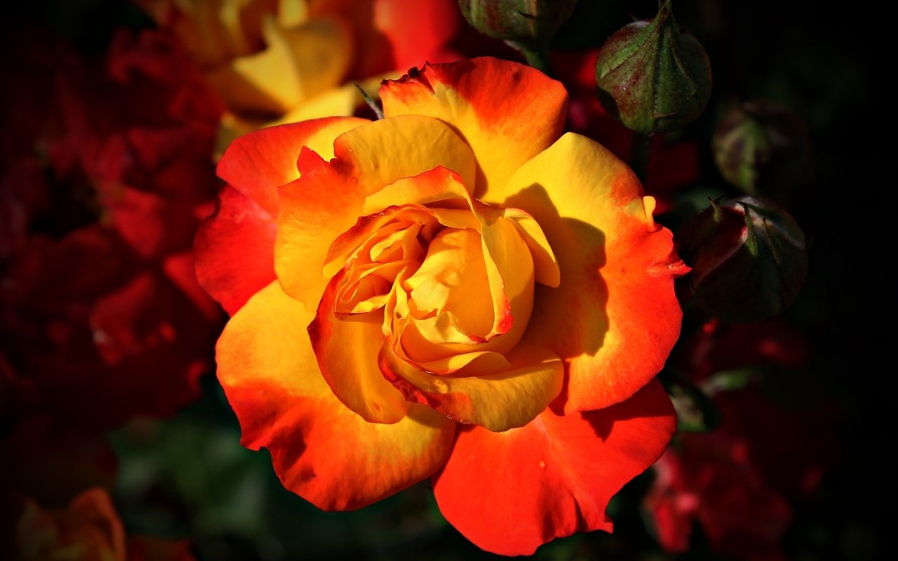 Обои макро, цветок, розы, роза, красочный, avantrend, красочный . макро, macro, flower, roses, rose, colorful, colorful . macro разрешение 2826x2146 Загрузить