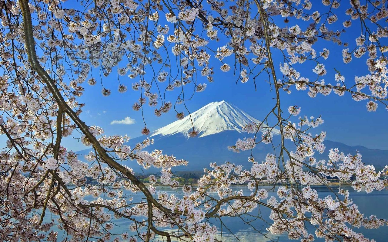 Обои цветение, гора, япония, весна, фудзияма, flowering, mountain, japan, spring, fuji разрешение 1920x1080 Загрузить