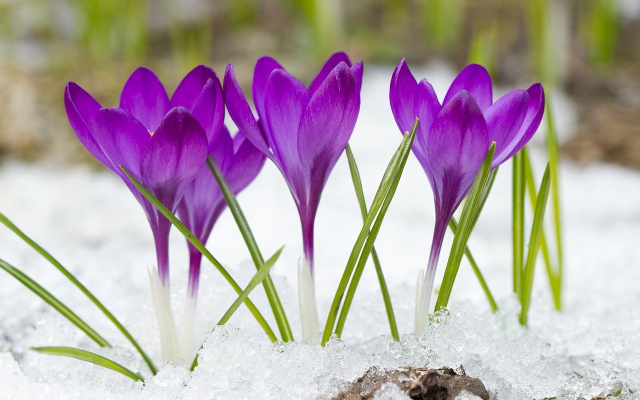 Обои цветы, снег, фиолетовые, крокусы, flowers, snow, purple, crocuses разрешение 4500x3000 Загрузить