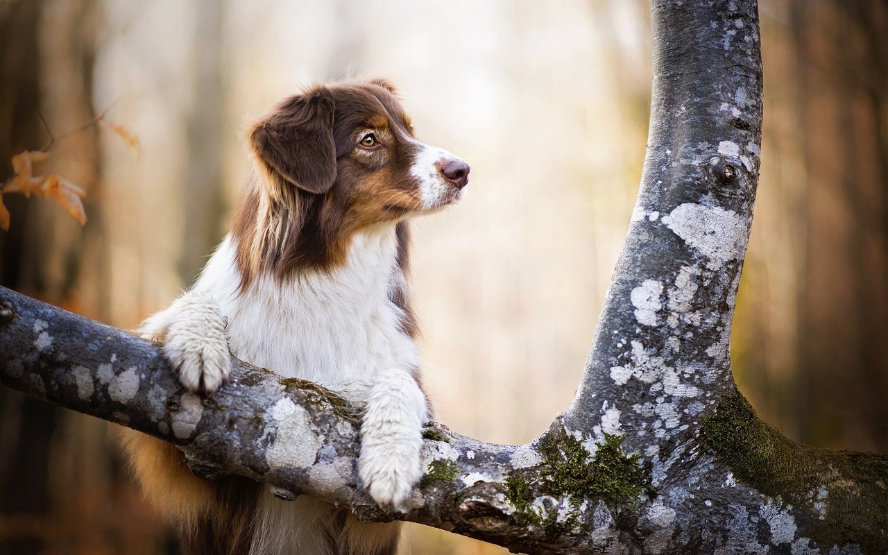 Обои дерево, мордочка, собака, лапки, кейли, австралийская овчарка, dackelpuppy, tree, muzzle, dog, legs, kaylee, australian shepherd разрешение 2048x1367 Загрузить