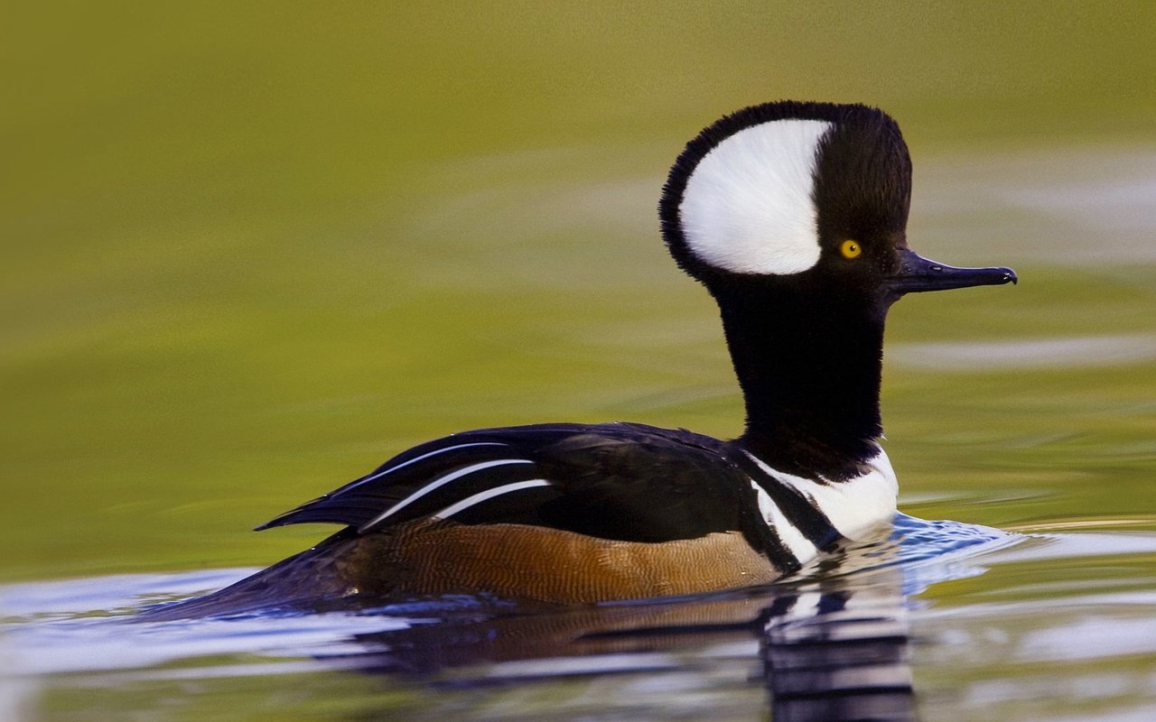 Обои птица, сша, южная каролина, хохлатый крохаль, bird, usa, south carolina, crested merganser разрешение 1920x1080 Загрузить