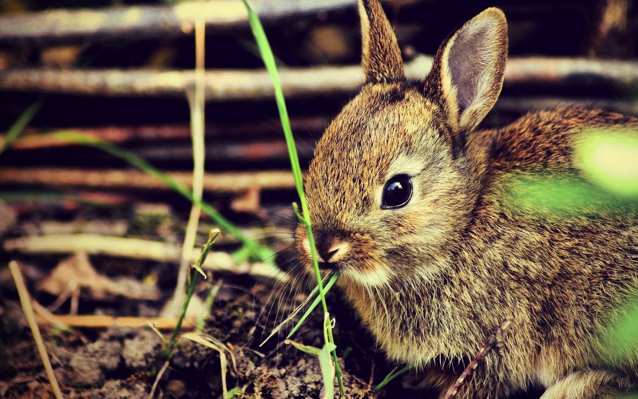 Обои трава, кролик, кролики, grass, rabbit, rabbits разрешение 2000x1330 Загрузить