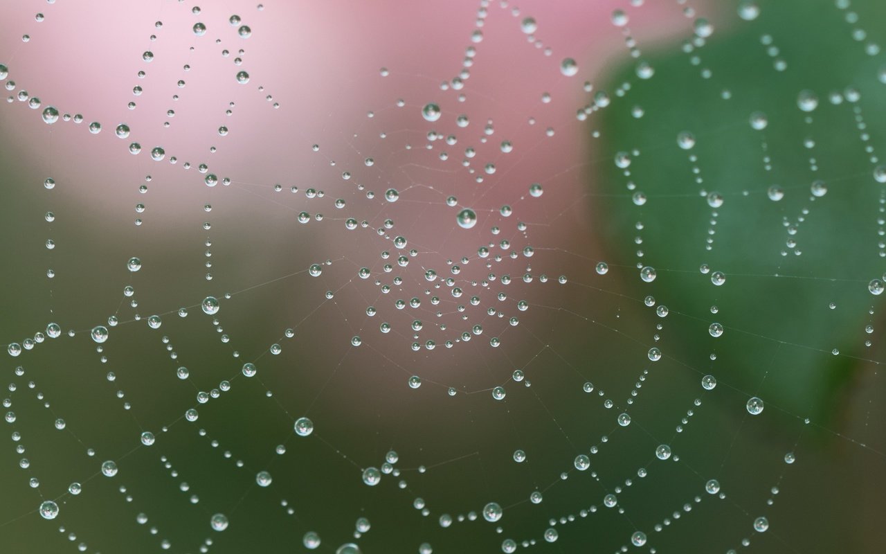 Обои вода, макро, роса, капли, капельки, паутина, сеть, ловушка, water, macro, rosa, drops, droplets, web, network, trap разрешение 2400x2400 Загрузить