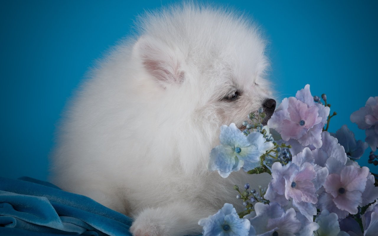 Обои цветы, белый, собака, щенок, гортензия, шпиц, flowers, white, dog, puppy, hydrangea, spitz разрешение 3000x1936 Загрузить