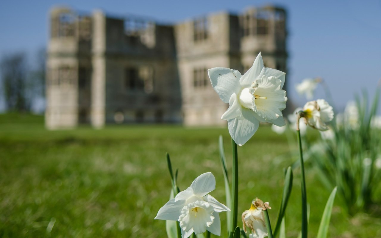 Обои цветы, здание, белые, нарциссы, flowers, the building, white, daffodils разрешение 3674x2780 Загрузить