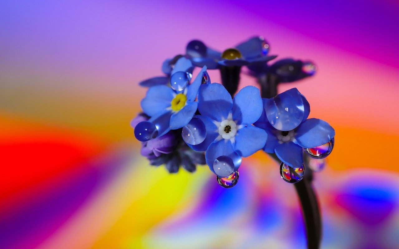 Обои макро, фон, цветок, цвет, капли воды, незабудка, macro, background, flower, color, water drops, forget-me-not разрешение 2048x1152 Загрузить