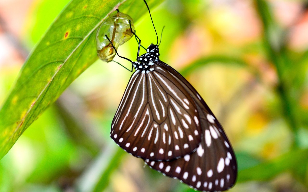 Обои макро, насекомое, капля, листок, бабочка, кокон, macro, insect, drop, leaf, butterfly, cocoon разрешение 3840x2560 Загрузить