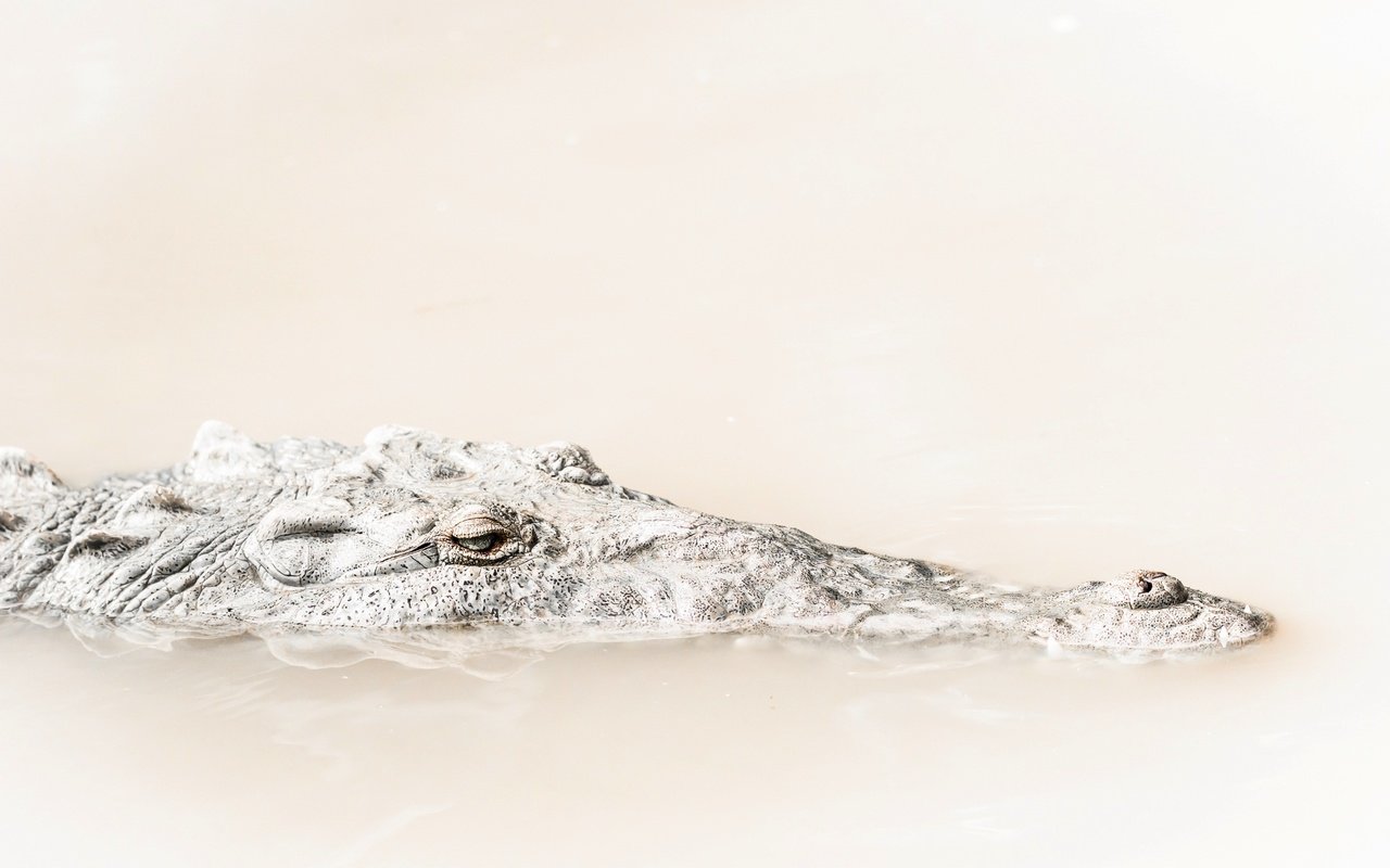 Обои вода, природа, фон, крокодил, water, nature, background, crocodile разрешение 2399x1519 Загрузить