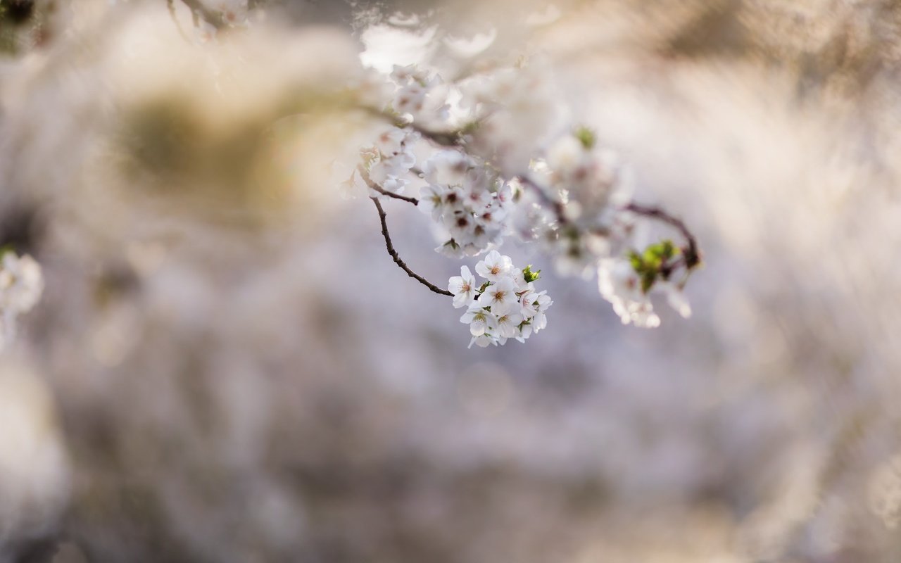 Обои ветка, природа, дерево, цветение, фон, весна, branch, nature, tree, flowering, background, spring разрешение 2048x1365 Загрузить