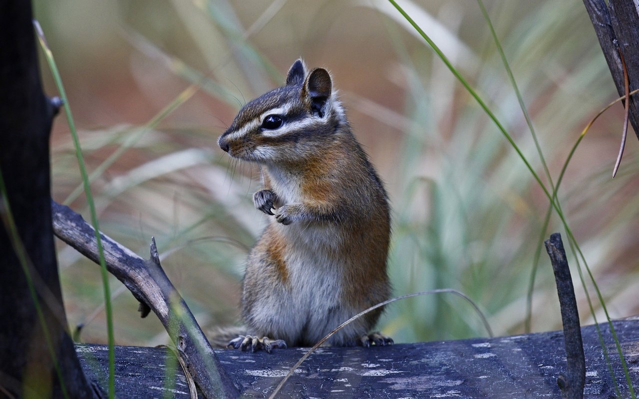 Обои природа, фон, животное, бурундук, стойка, грызун, nature, background, animal, chipmunk, stand, rodent разрешение 2048x1329 Загрузить