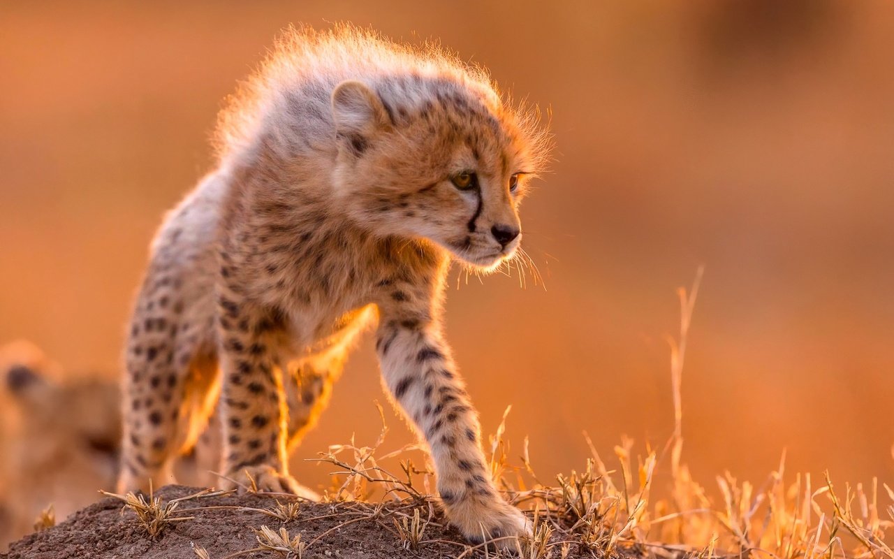Обои шерсть, маленький, хищник, грива, гепард, wool, small, predator, mane, cheetah разрешение 2048x1365 Загрузить
