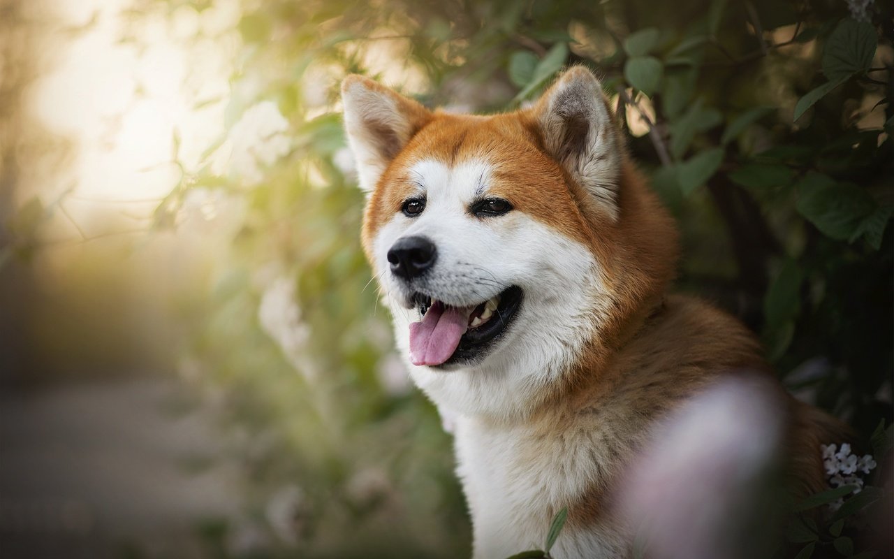 Обои собака, рыжая, язык, ame, сиба-ину, dog, red, language, shiba inu разрешение 2048x1367 Загрузить