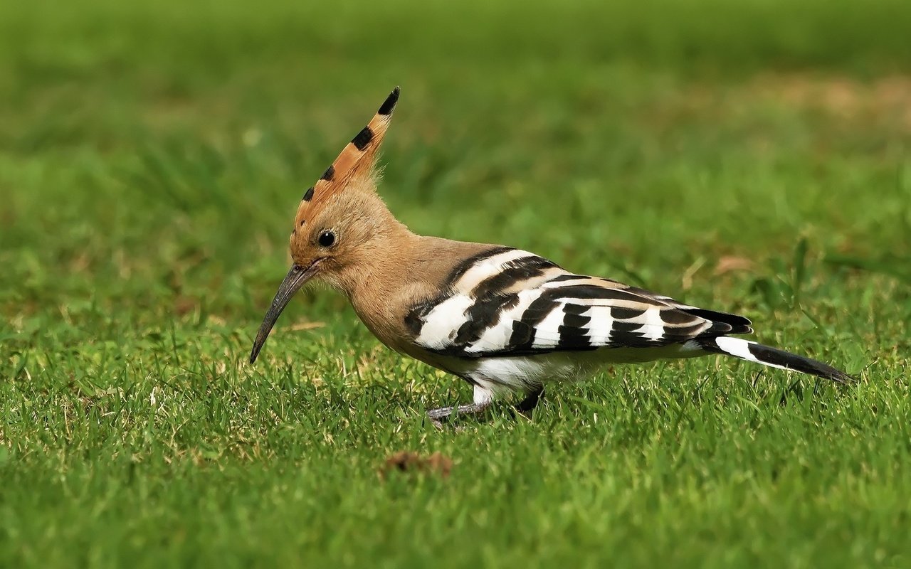 Обои трава, птицы, птица, клюв, перья, удод, grass, birds, bird, beak, feathers, hoopoe разрешение 2048x1152 Загрузить