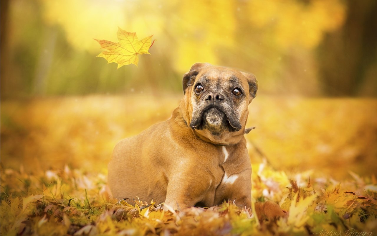 Обои глаза, взгляд, осень, собака, лист, боксер, eyes, look, autumn, dog, sheet, boxer разрешение 3600x2400 Загрузить