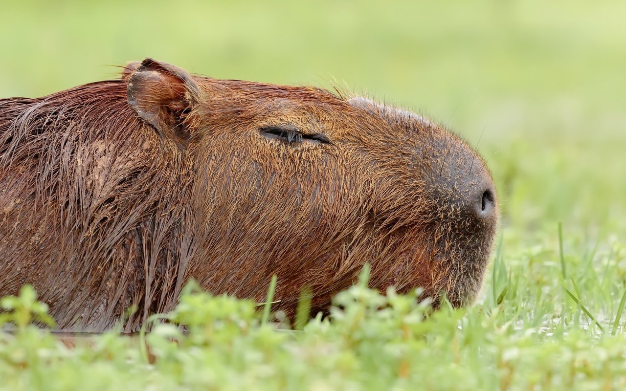 Обои природа, фон, животное, капибара, nature, background, animal, the capybara разрешение 2048x1322 Загрузить