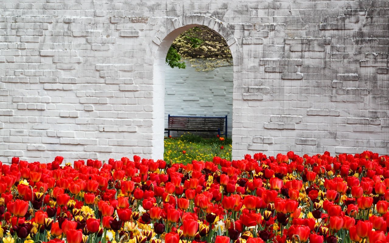 Обои цветы, стена, красные, весна, скамейка, тюльпаны, арка, flowers, wall, red, spring, bench, tulips, arch разрешение 5032x3058 Загрузить