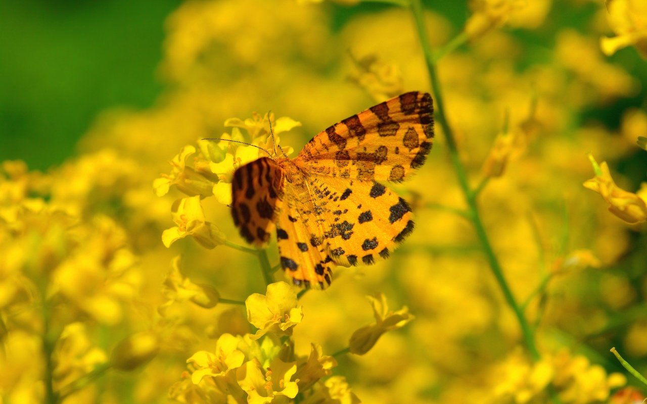 Обои цветы, насекомое, бабочка, flowers, insect, butterfly разрешение 3000x1973 Загрузить