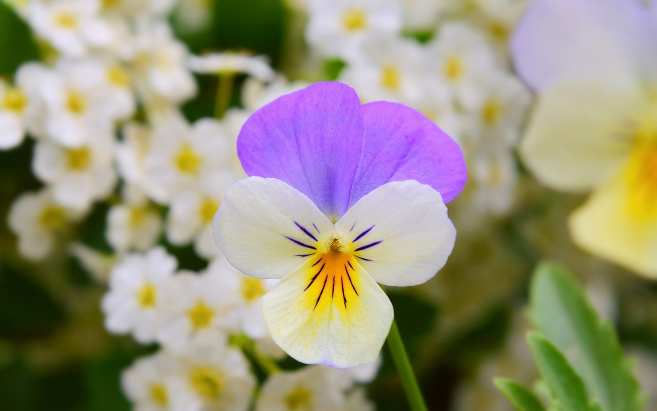 Обои цветы, лепестки, анютины глазки, flowers, petals, pansy разрешение 3000x1892 Загрузить