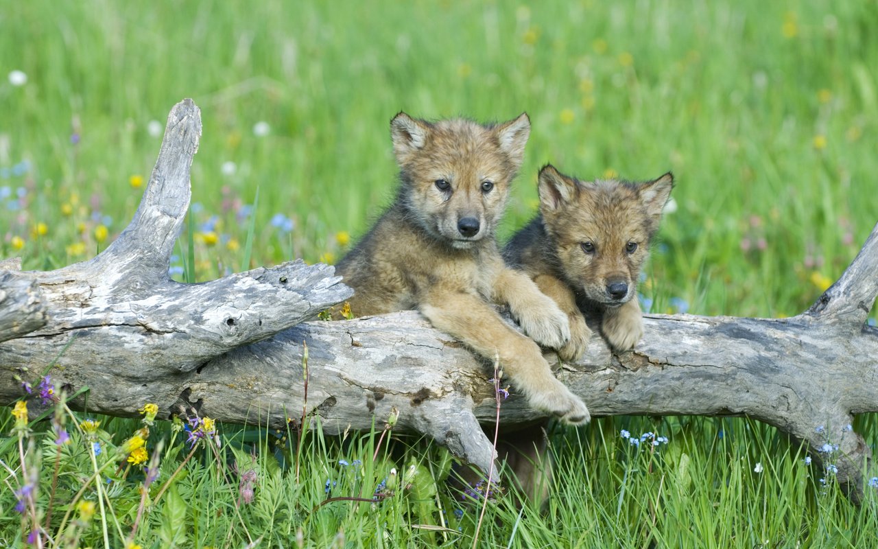 Обои цветы, трава, волки, бревно, детеныши, волчата, flowers, grass, wolves, log, cubs, the cubs разрешение 3840x2400 Загрузить