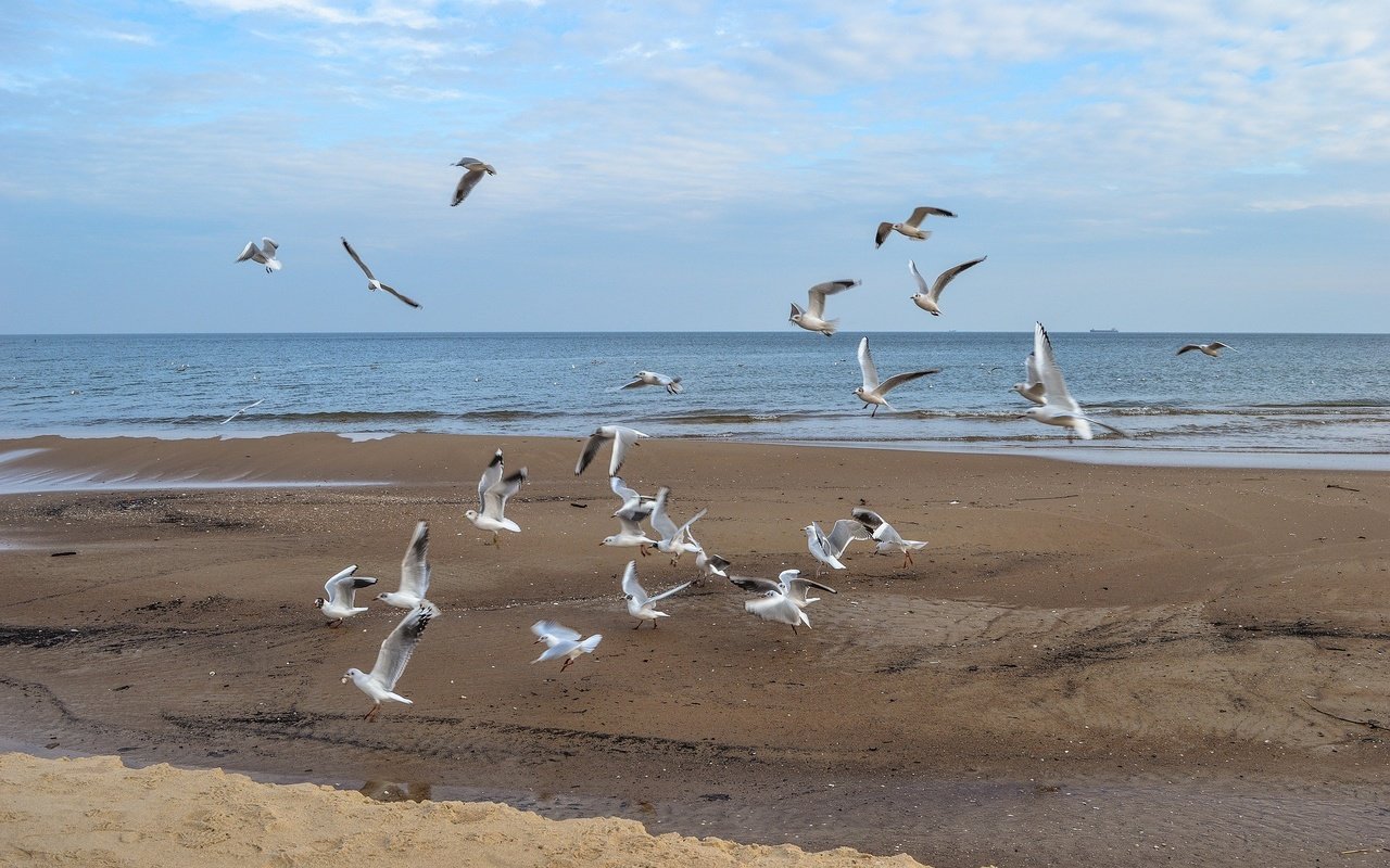 Обои море, полет, пляж, крылья, птицы, чайки, sea, flight, beach, wings, birds, seagulls разрешение 1920x1276 Загрузить