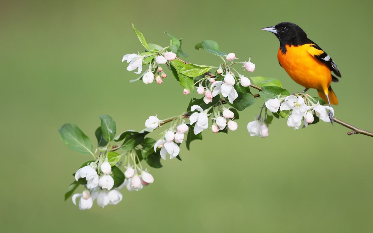 Обои цветы, птица, весна, иволга, балтиморский цветной трупиал, simon théberge, flowers, bird, spring, oriole, baltimore colored troupial разрешение 2048x1365 Загрузить